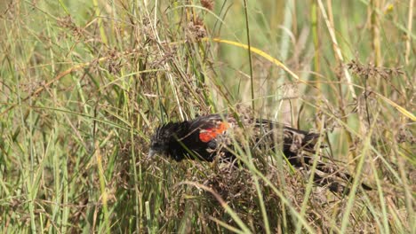 Long-tailed-male-widow-bird-flying-away-after-resting-in-long-grass,-close-up-shot
