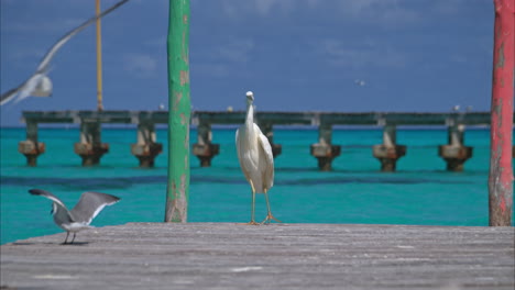 Slow-motion-of-a-great-white-egret-sanding-on-a-dock-with-other-birds-at-a-beach-in-Cancun-Mexico