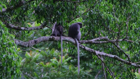 One-on-the-left-looking-back-the-other-looking-to-the-right-while-swinging-their-tails,-Dusky-Leaf-Monkey-Trachypithecus-obscurus,-Thailand