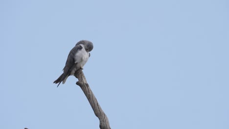 Beautiful-black-winged-kite-sitting-on-the-edge-of-wooden-end-of-a-dry-tree