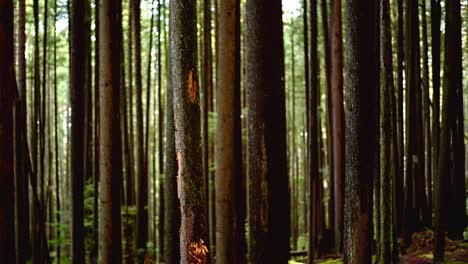 Linksschwenk-Von-Verschiedenen-Arten-Von-Bäumen-Im-Regenwald-Des-Lynn-Valley-In-North-Vancouver,-BC,-Kanada