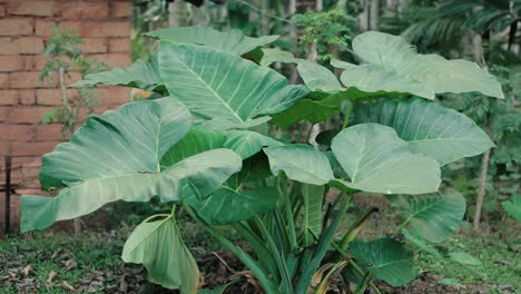 Tropical-plant-with-large-green-leaves,-push-in