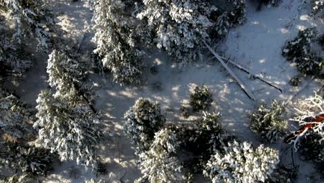 Overhead-scene-of-snow-covered-pine-,-fir,-spruce-trees-in-warm-sunshine-on-a-hill-in-wintertime-in-the-Nicola-Valley-close-to-Merritt,-BC-Canada