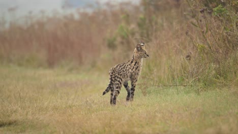 Wilde-Afrikanische-Servalkatze,-Die-Auf-Einem-Grasbewachsenen-Fleck-Und-In-Ihrem-Jagdmodus-Läuft