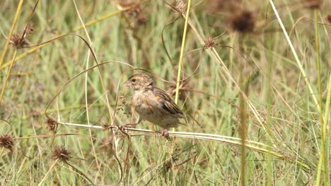 Beautiful-long-tailed-male-widow-bird-spotted-in-long-grass,-close-up-shot