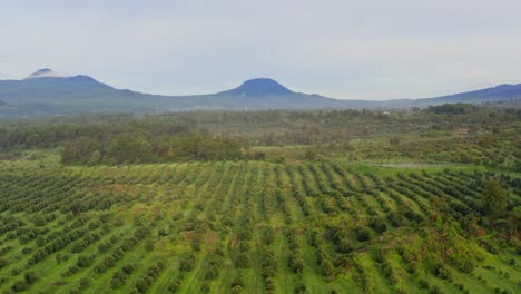 Drohne:-Enthüllung-Einer-Avocado-Farm-In-Michoacan,-Mexiko