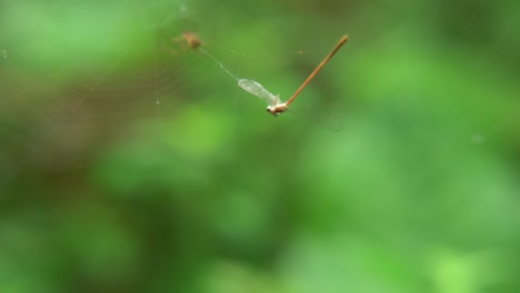 A-spider-weaves-a-web-and-sits-on-it-waiting-for-prey