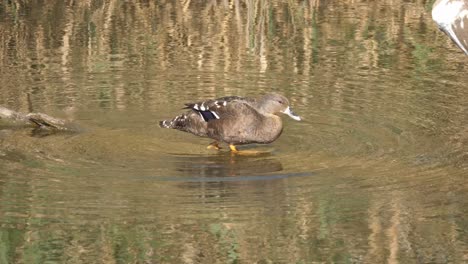 Cinematic-shot-of-an-African-black-duck-enters-and-swim-into-water