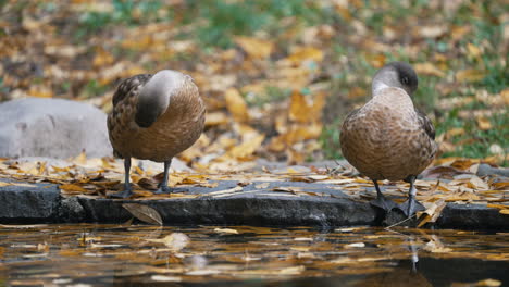 Two-ducks-cleaning-themselves-by-a-pond