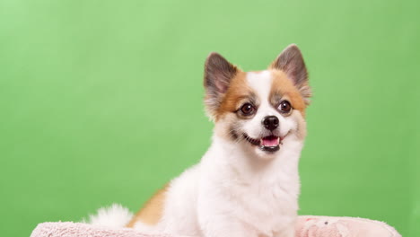 Close-up-video-of-a-little,-amusing,-and-energetic-tiny-fawn-and-white-colored-dog,-puppy,-sitting-on-a-pink-cotton-rug-against-a-green-background