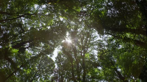 FISHEYE-SHOT-OF-TREES-IN-A-JUNGLE-IN-MEXICO