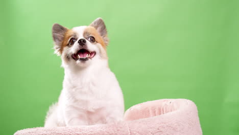 Close-up-video-of-an-energetic-and-outgoing-miniature-fawn-and-white-dog-puppy-reclining-on-a-pink-mat-while-a-green-wall-serves-as-the-background
