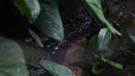 Un-Zoom-Out-Mientras-El-Agua-Se-Mueve-Mientras-El-Cocodrilo-De-Estuario-Respira-Y-También-Se-Llama-Cocodrilo-De-Agua-Salada-Crocodylus-Porosus,-Filipinas