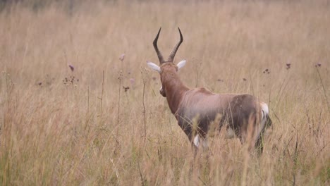 Blesbok-antelope-grazing-in-grassland-early-morning,-Wide-low-angle-shot,-South-Africa