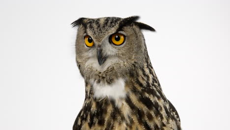 Eurasian-eagle-owl-moves-head-sideways-to-focus-on-something-off-in-distance---isolated-on-white-background