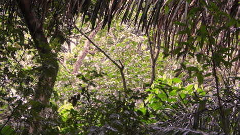 Capuchino-De-Cara-Blanca-Saltando-Sobre-Las-Ramas-De-Los-árboles-En-El-Bosque