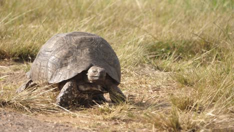 A-big-tortoise-turtle-slowly-crawling-on-roadside-green-grassy-patch,-close-up-shot
