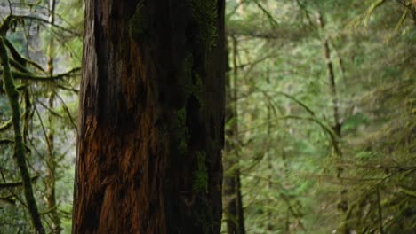 Pan-up-shot-of-a-majestic-big-Cedar-Tree-in-the-rainforest-of-North-Vancouver