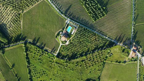 Aerial-Top-View-Of-Tuscany,-Vineyards-And-Olive-Trees-In-Italy