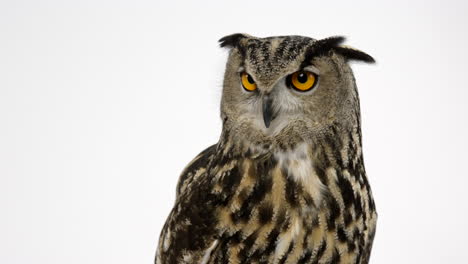 Eurasian-eagle-owl-looking-towards-camera-against-white-background