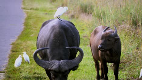 White-Bird-Resting-On-Huge-Wild-Buffalo-With-Large-Horns-Walking-Near-Street