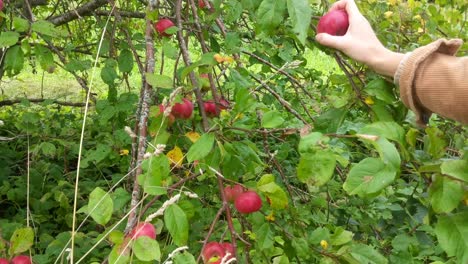 Young-woman-hand-picking-red-apple-from-green-tree-in-early-autumn