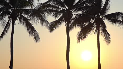 Evening-Sun-and-Silhouettes-of-Palm-Trees-in-Exotic-Travel-Destination
