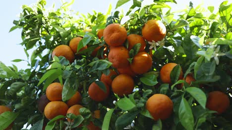 Close-up-fresh-and-ripe-oranges-growing-on-tree-on-Ibiza-island-in-sun