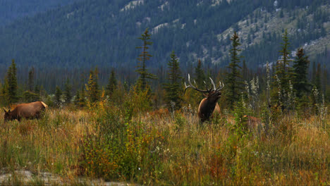 Bull-Elk-Bugling-En-Los-Pastizales-Durante-La-Temporada-De-Celo-En-Alberta,-Canadá
