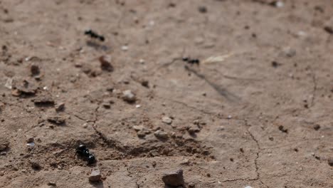 Nahaufnahme-Einer-Toten-Ameise-Mit-Anderen-Ameisen,-Die-Auf-Einem-Trockenen-Boden-Arbeiten