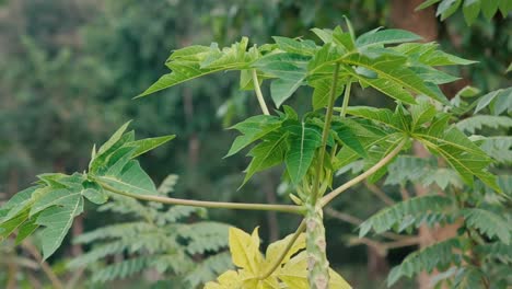 Papaya-plant-growing-in-topical-rainforest,-close-up
