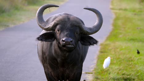 Big-Wild-Buffalo-With-Large-Horns-Resting-In-Street