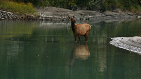 Rocky-Mountain-elk-cow-in-shallow-pond,-calling-to-herd,-Alberta,-Canada