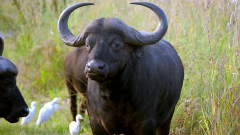 Schwarze-Büffel-Kauen-Im-Gras,-Begleitet-Von-Weißen-Reihern