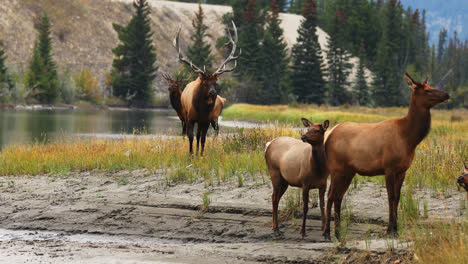 Two-Rocky-Mountain-bull-elk-in-rut-with-small-group-of-cows,-Alberta,-Canada