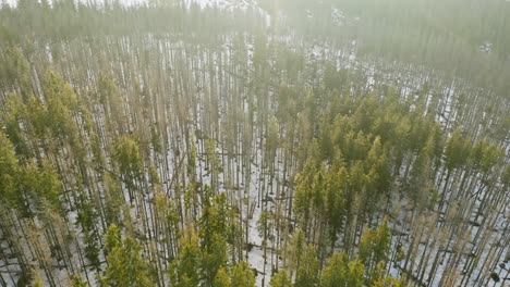 Schöne-Stimmungsvolle-Drohne-Luft-Kalter-Wald-Schnee