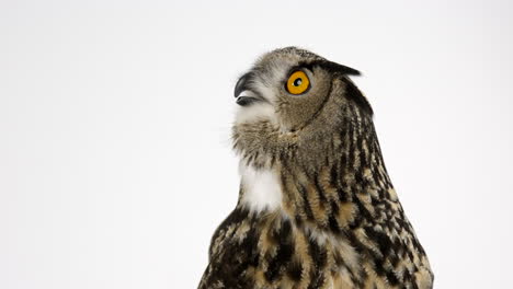 Eurasian-eagle-owl-side-profile---white-background