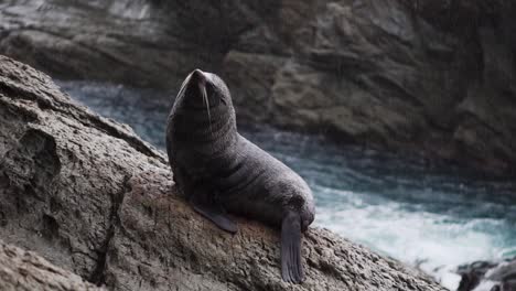 Seal-sitting-on-a-rock-at-the-coast-as-waves-crash-and-rain-pours-on-the-animal
