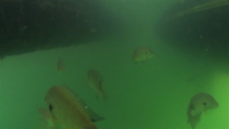 Bluegill-fish-in-its-natural-habitat,-feeding-with-bait-underwater