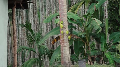 Betelnuss--Und-Kokospalmen-Im-Tropischen-Regenwald