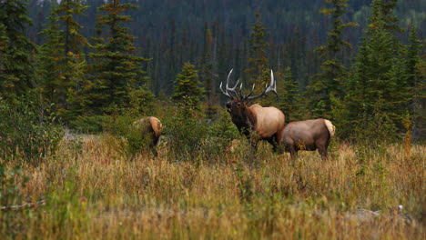 Large-Rocky-Mountain-bull-elk-in-rut-among-cows-bugles-challenge,-Alberta,-Canada