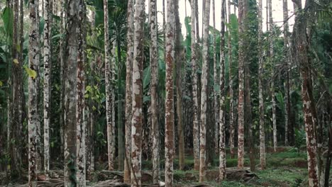 Areca-Nuss-Bäume,-Die-In-Einem-Tropischen-Wald-Wachsen