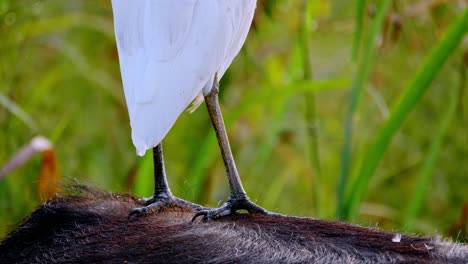 Close-up-of-A-white-egrets-bird-standing-on-a-buffalo's-back