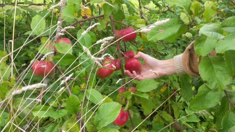 Young-female-hand-picking-red-apple-from-a-green-tree-in-summer