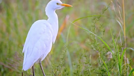 A-white-egrets-birds-forage-in-the-grass-and-stand-on-the-buffalo's-back