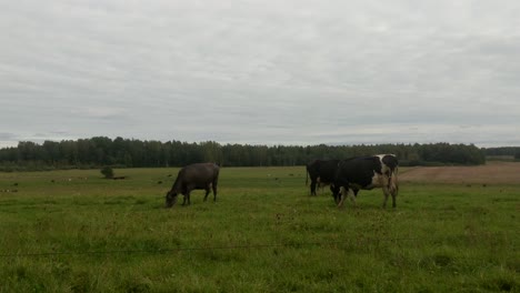 Cows-grazing-on-green-grass-in-a-field-Baltics,-Latvia-on-a-cloudy-day