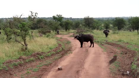 Buffalo-in-the-middle-of-dirt-road-in-Serengeti-National-Park,-Tanzania,-Africa
