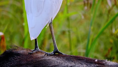 Close-up-shot-of-A-white-egrets-bird-feet-standing-on-the-buffalo's-back