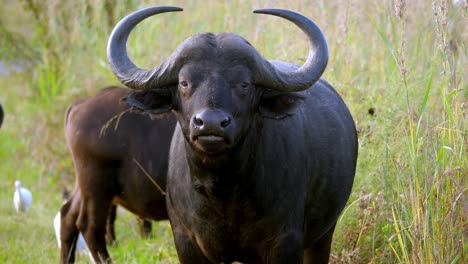 Schwarzer-Büffel-Mit-Schneidigen-Hörnern,-Die-Beim-Graskauen-Stehen