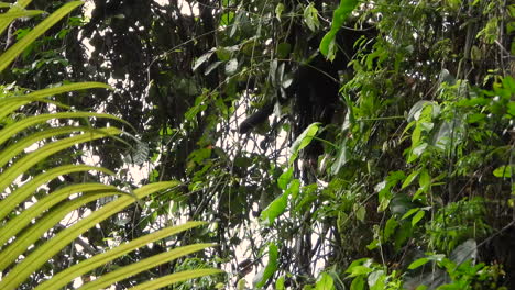 Capuchino-De-Cara-Blanca-Trepando-Las-Ramas-De-Un-árbol